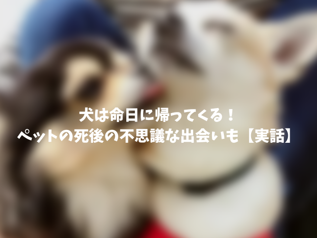 犬は命日に帰ってくる！ペットの死後の不思議な出会いも【実話】