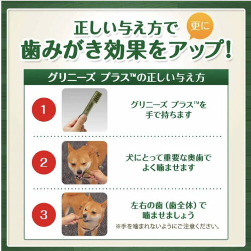 犬の歯磨きしないと寿命縮む!手遅れで後悔した話を実体験から紹介9